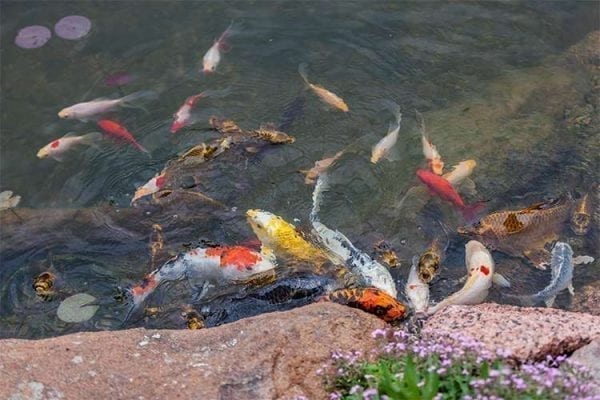 koi pond J&S Landscape Boulder