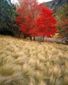 Choosing Tree Colorado Landscape